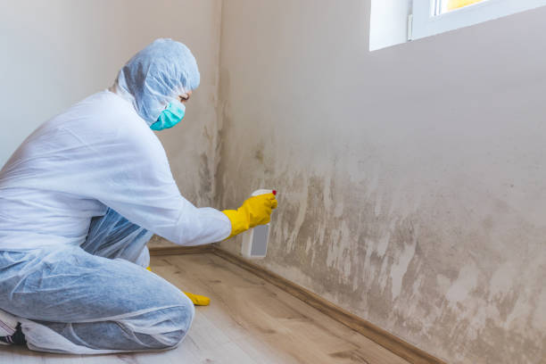 Licensed Black Mold Removal service in West Olive, MI - WQB Mold Removal