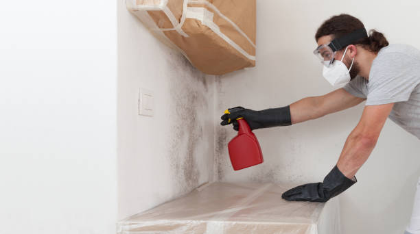 Professional Black Mold Removal technician working in West Olive, MI