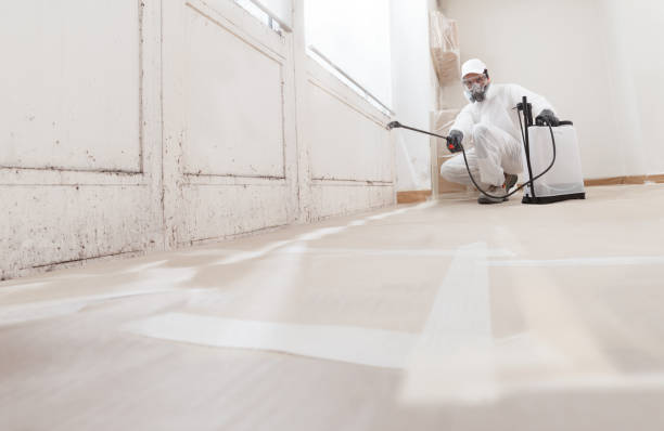 24/7 Emergency Black Mold Removal experts in West Olive, MI