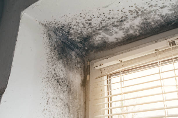 Affordable Black Mold Removal solutions in West Olive, MI